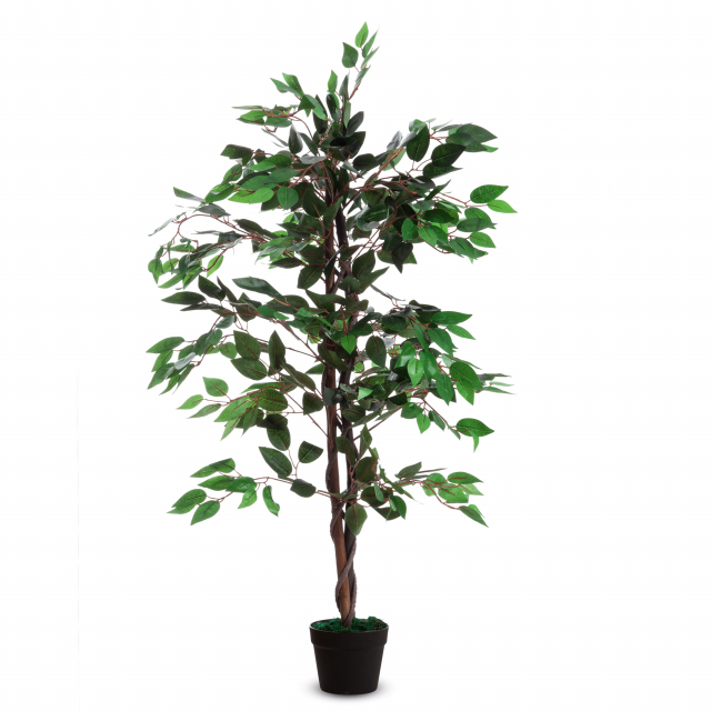 Complementi d’arredo per decorare gli ambienti di lavoro, uffici, ingressi ed aree comuni. Garantiscono un ambiente molto naturale e non richiedono manutenzione. Vengono forniti in vaso standard di plastica. Ficus - in poliestere con tronco in legno, alte