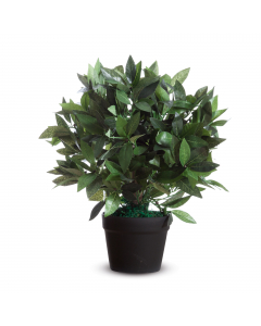 Complementi d’arredo per decorare gli ambienti di lavoro, uffici, ingressi ed aree comuni. Garantiscono un ambiente molto naturale e non richiedono manutenzione. Vengono forniti in vaso standard di plastica. Lauro - in PET con tronco in legno altezza 50 c
